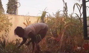 Village girl AKIILISA harvesting crop in the garden/Tshirt and panty sexy ass